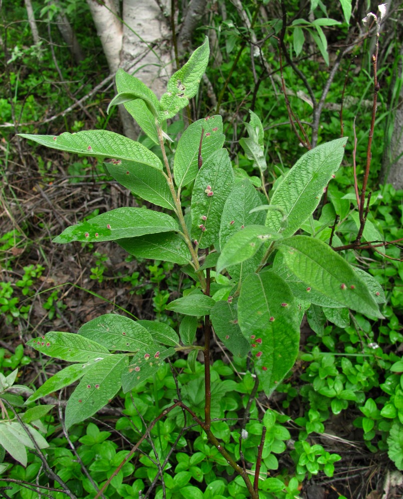Image of Salix lapponum specimen.