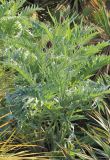 Cynara scolymus