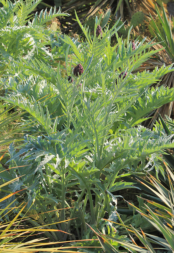 Изображение особи Cynara scolymus.