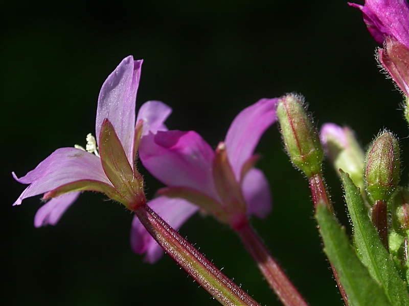 Изображение особи Epilobium parviflorum.