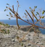 Ferula caspica