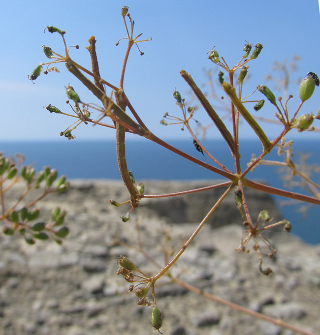 Image of Ferula caspica specimen.