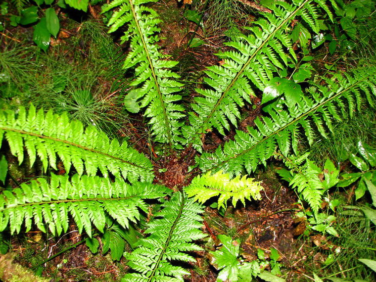 Image of Polystichum aculeatum specimen.