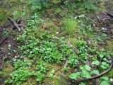 Moneses uniflora. Цветущие растения. Камчатский край.