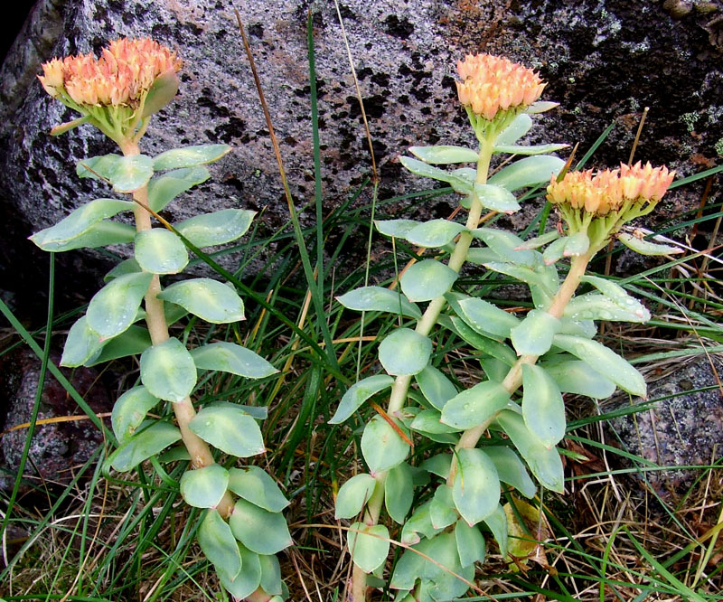 Image of Rhodiola rosea specimen.