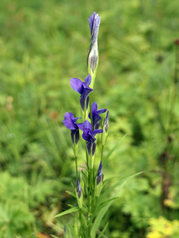 Изображение особи Gentianopsis barbata.