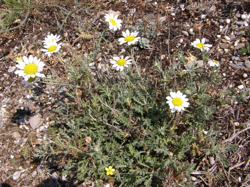 Image of Anthemis dubia specimen.