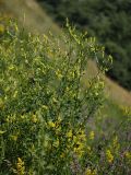 Melilotus officinalis. Цветущее растение в степи на склоне балки. Белгородская обл., пос. Борисовка. 28.06.2009.