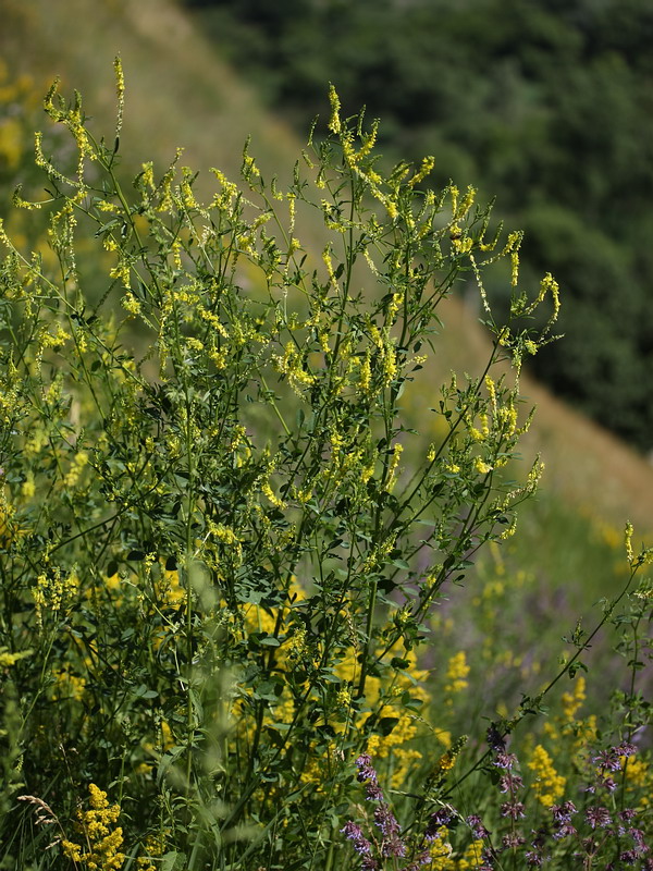 Изображение особи Melilotus officinalis.