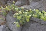 Crithmum maritimum