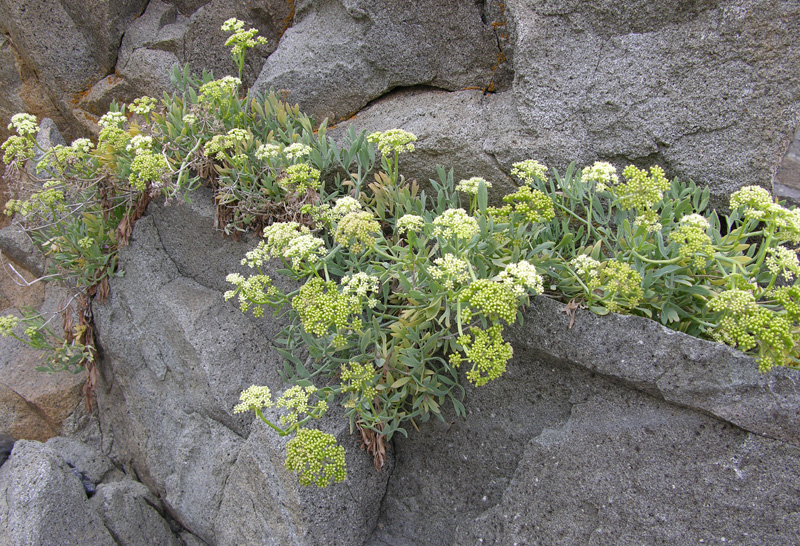 Image of Crithmum maritimum specimen.