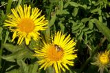 Inula hirta. Соцветия. Балка, степь, Днепропетровская обл., 18.05.2008.
