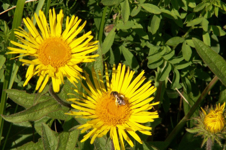 Image of Inula hirta specimen.