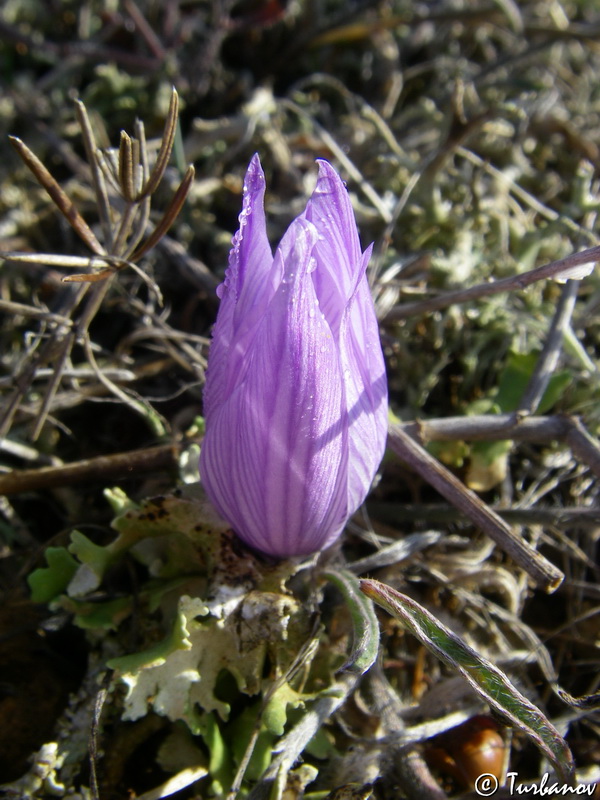 Изображение особи Crocus pallasii.