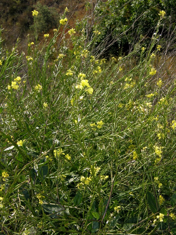 Image of Sinapis arvensis specimen.