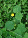 Abutilon indicum