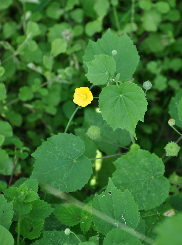 Image of Abutilon indicum specimen.