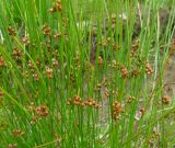 Juncus filiformis