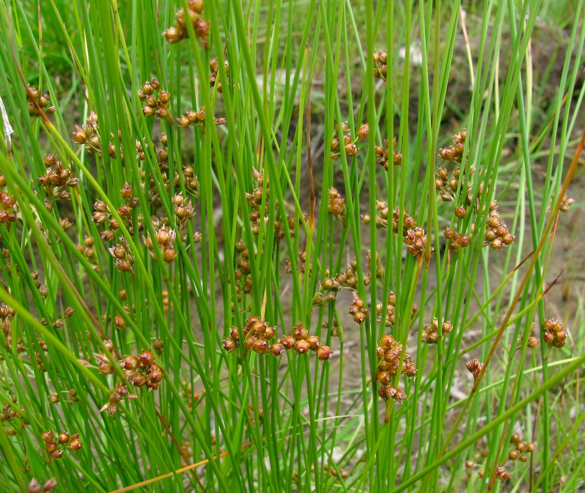 Image of Juncus filiformis specimen.