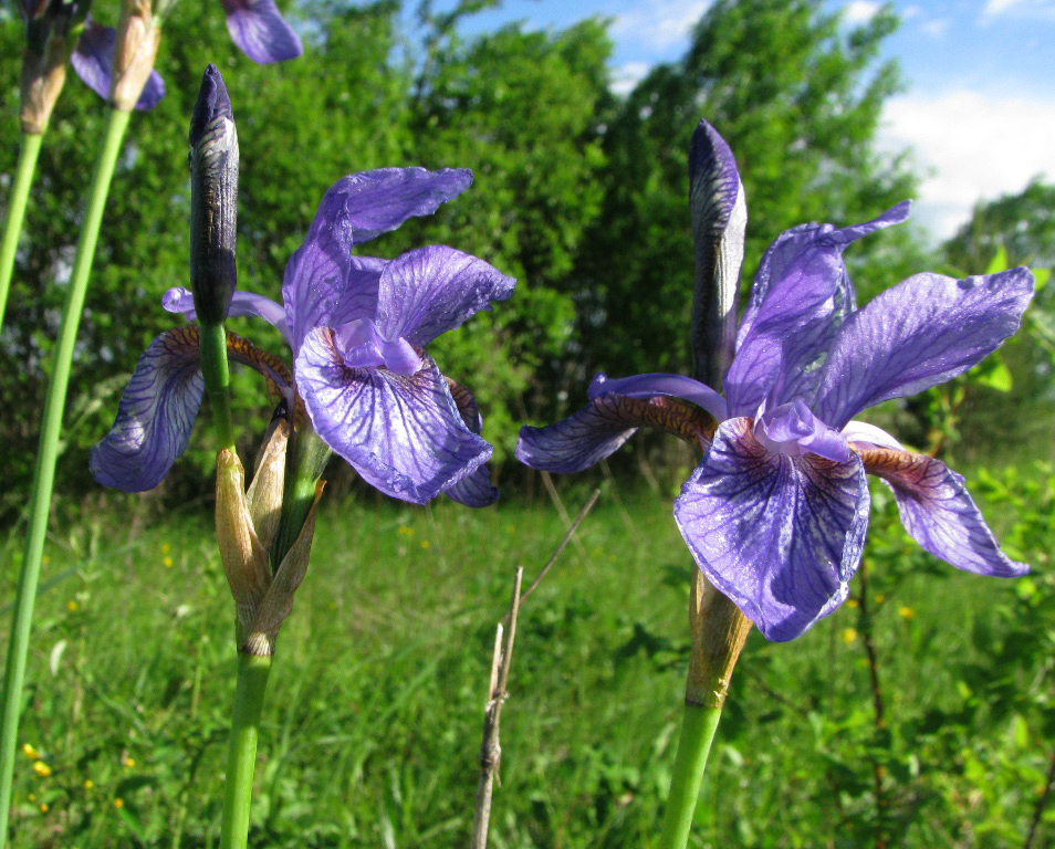 Image of Iris sibirica specimen.