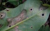 Arum italicum ssp. albispathum