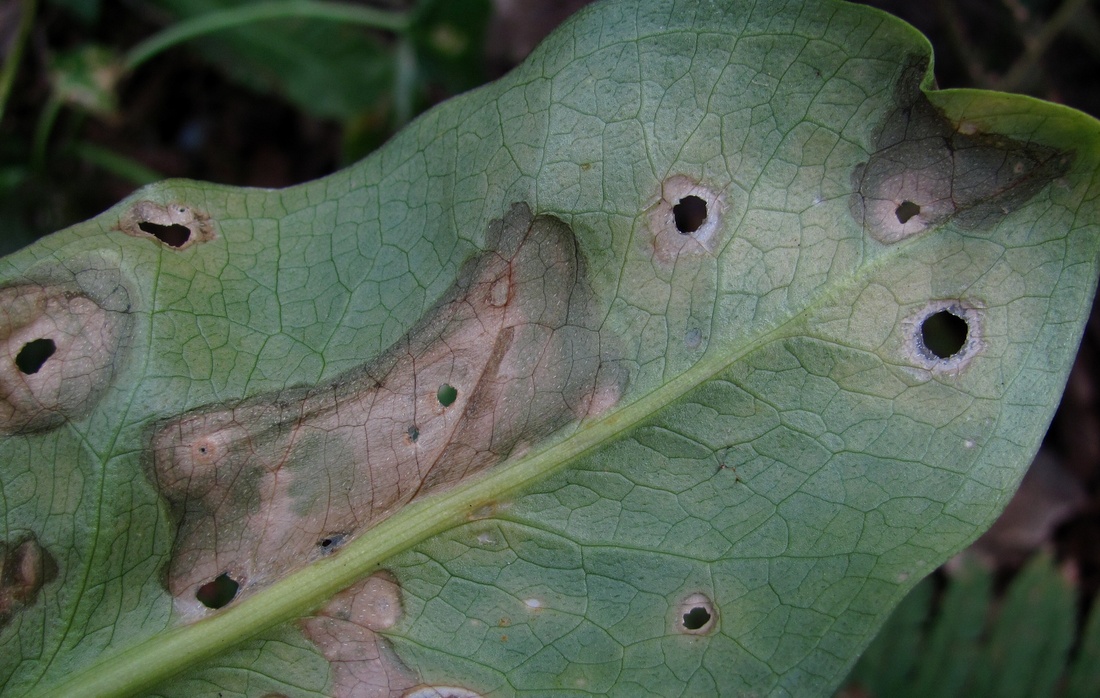 Изображение особи Arum italicum ssp. albispathum.