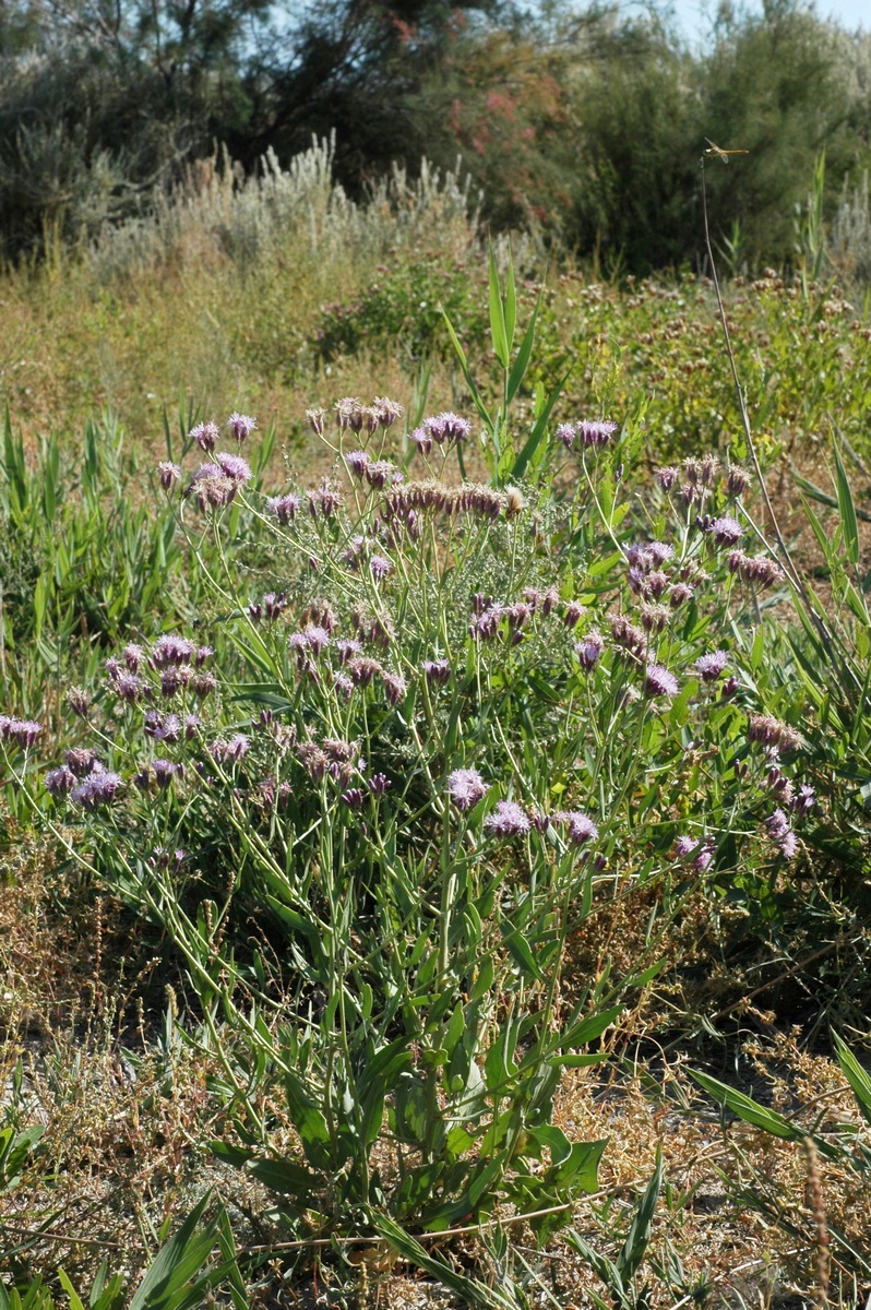 Image of Saussurea salsa specimen.