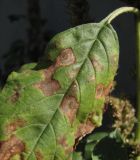 Amaranthus retroflexus. Часть листа с поражениями. Москва, у гаражей. 19.09.2015.