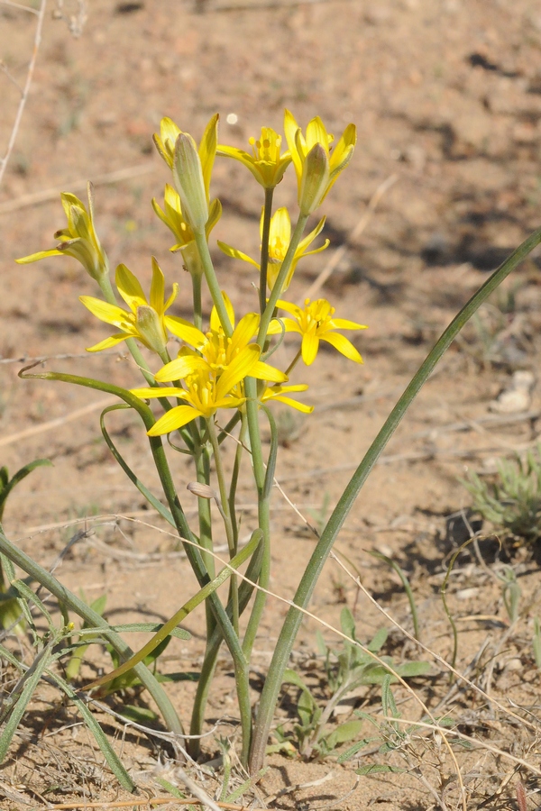 Image of Gagea altaica specimen.