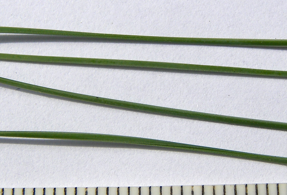 Image of Festuca elbrusica specimen.