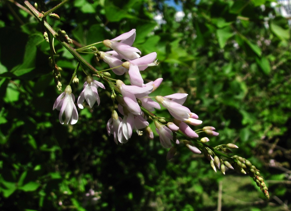 Image of Desmodium elegans specimen.