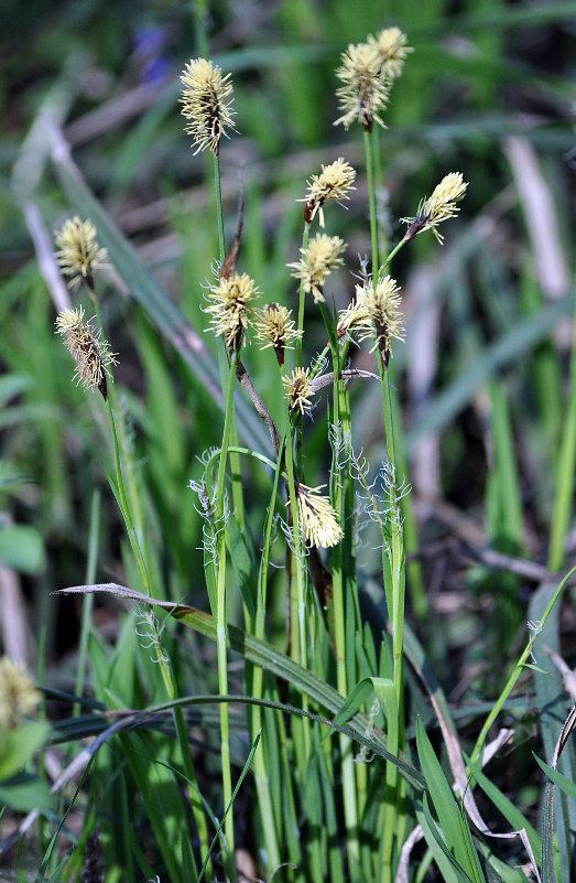 Изображение особи Carex pilosa.