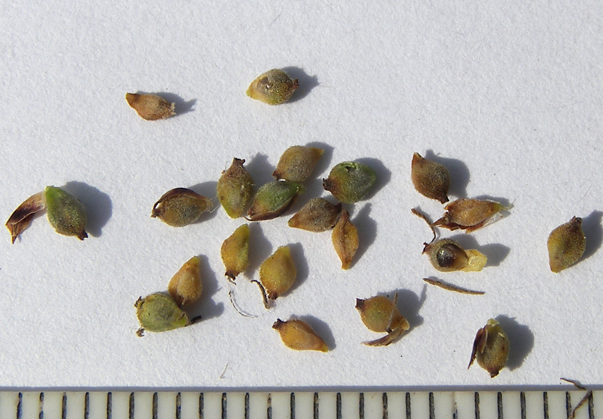 Image of Carex caryophyllea specimen.