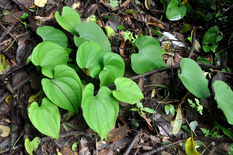 Изображение особи Dioscorea bulbifera.