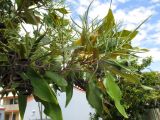 Grevillea baileyana