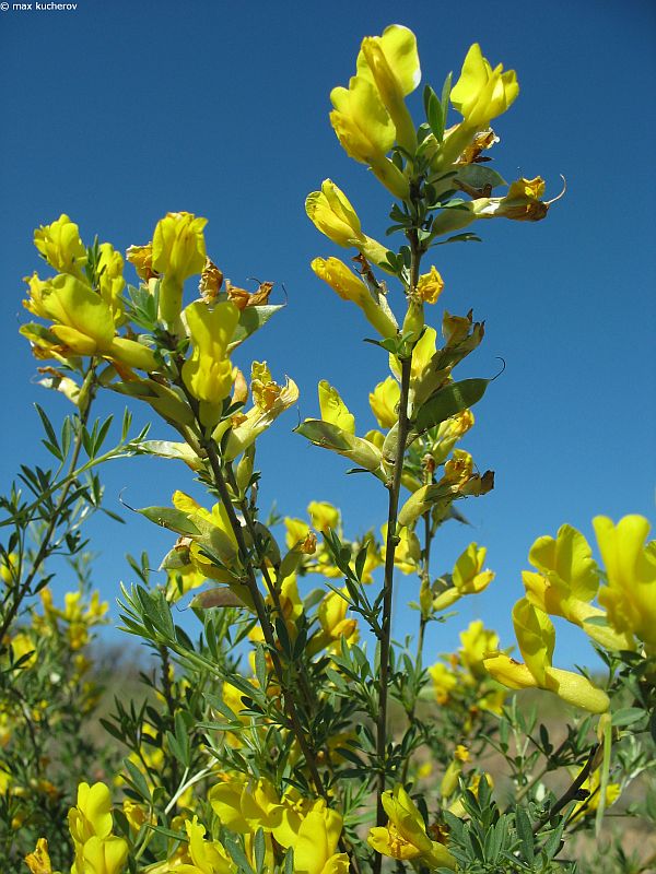 Изображение особи Chamaecytisus borysthenicus.