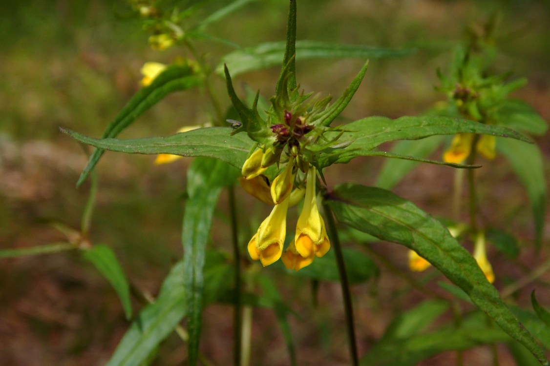 Изображение особи Melampyrum pratense.