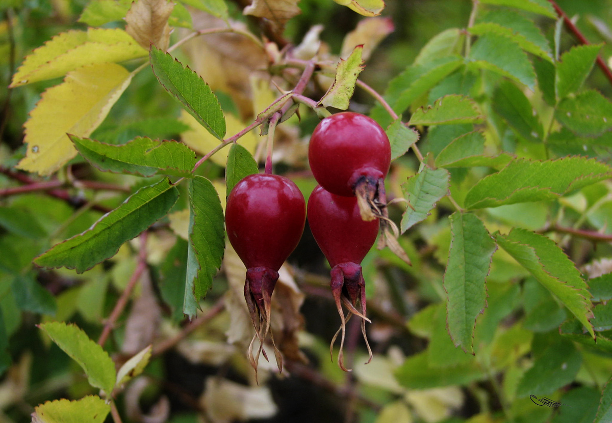 Image of Rosa laxa specimen.