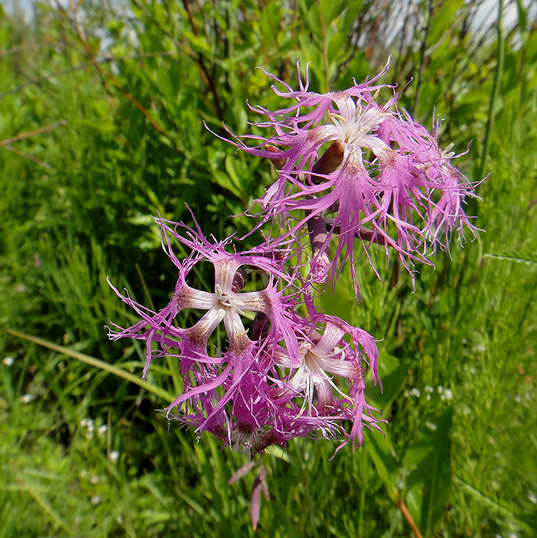 Изображение особи Dianthus superbus.