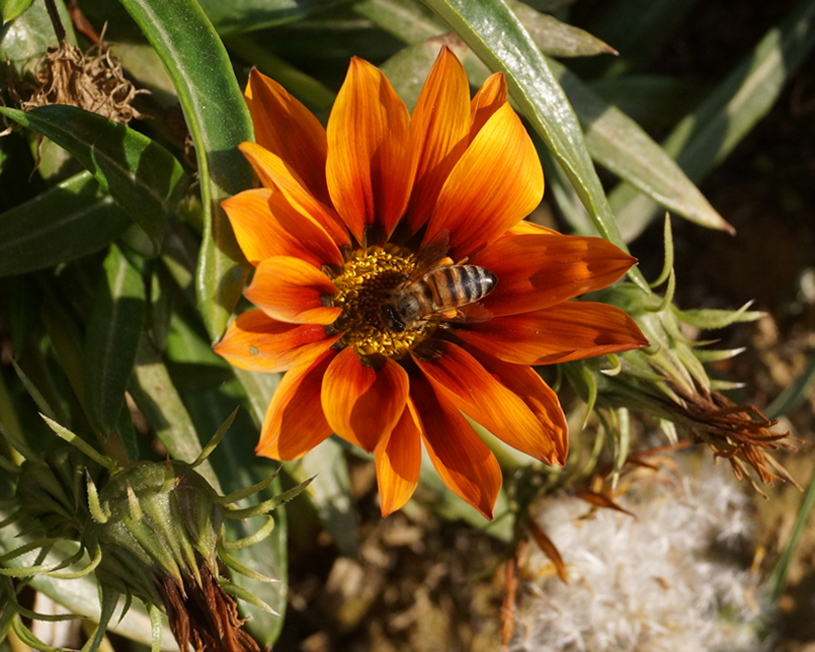 Изображение особи род Gazania.