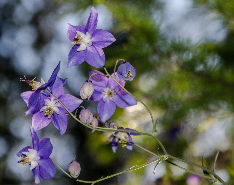 Image of Aquilegia parviflora specimen.