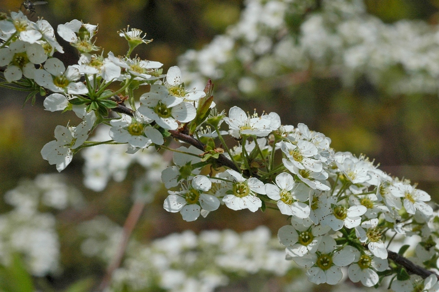 Image of Spiraea thunbergii specimen.