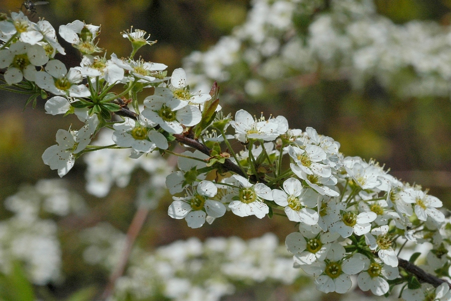 Изображение особи Spiraea thunbergii.