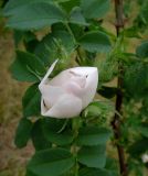 Rosa canina. Бутоны. Москва, Кусково, у входа со стороны платформы \"Кусково\", в культуре. 30.05.2014.