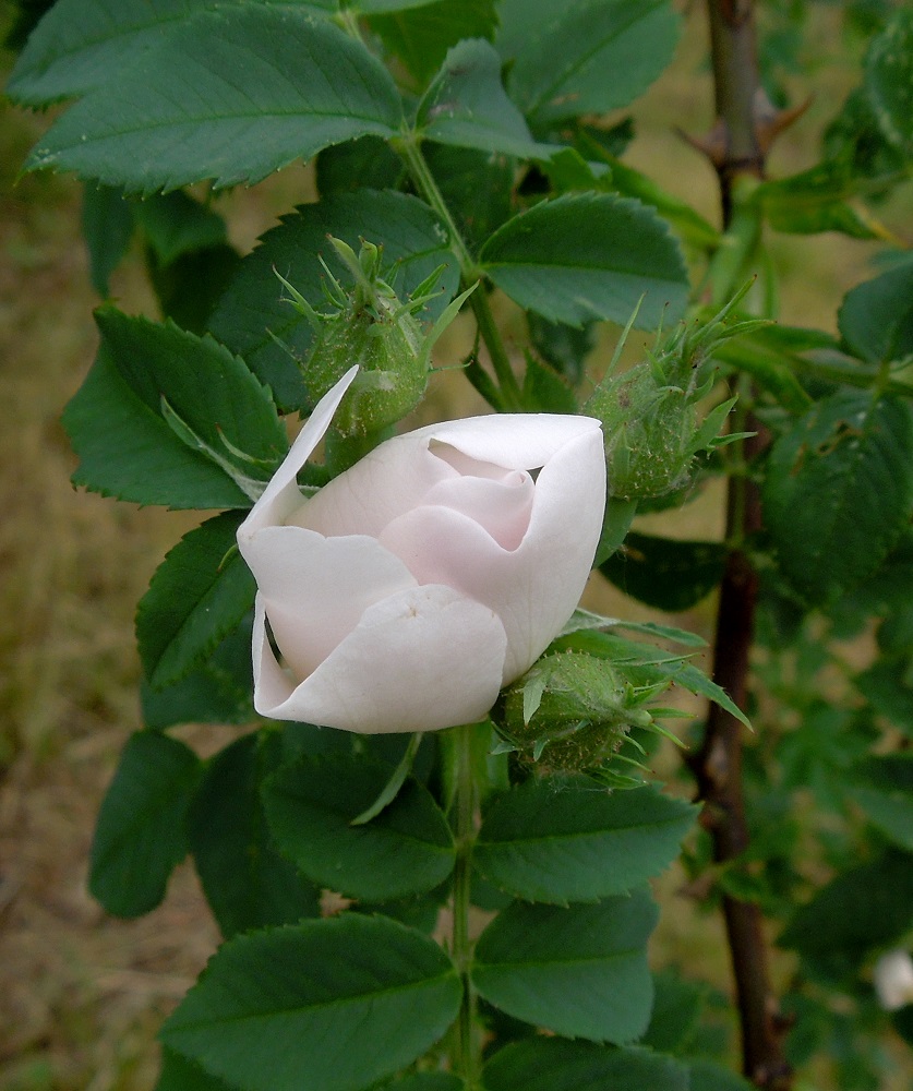 Image of Rosa canina specimen.