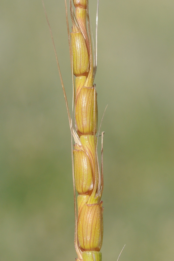 Изображение особи Aegilops tauschii.