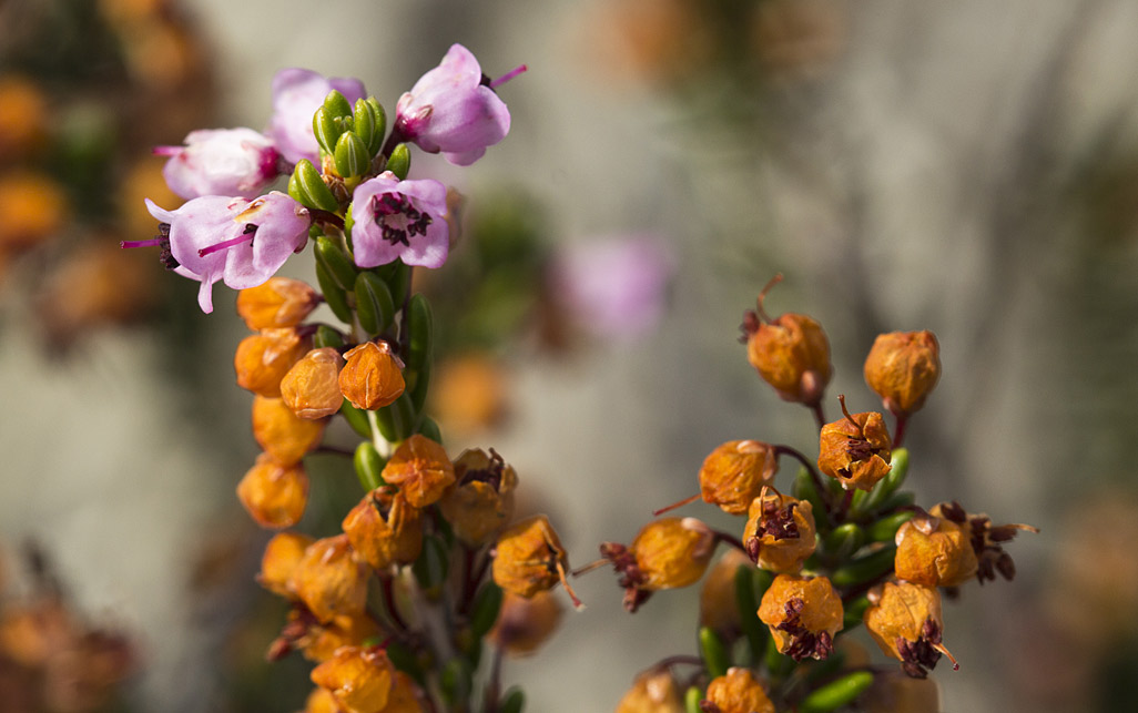 Image of Erica manipuliflora specimen.