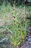 Ophrys oestrifera