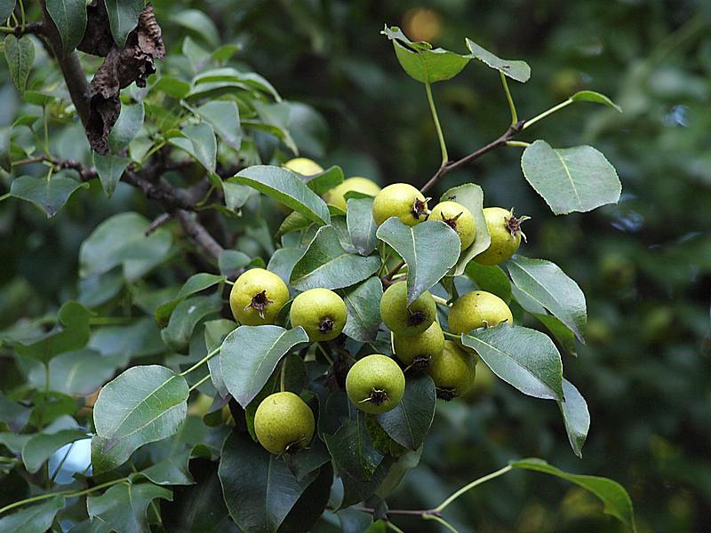 Image of Pyrus pyraster specimen.