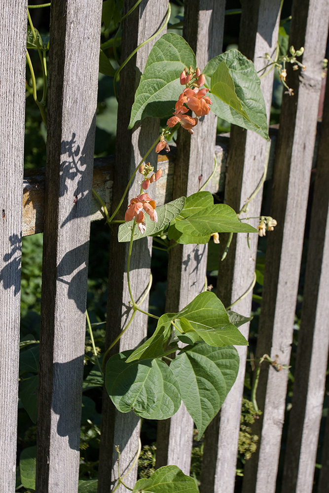 Изображение особи Phaseolus coccineus.